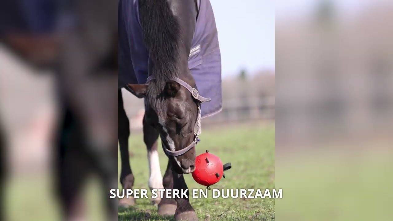Excellent Horse Fun Play Ball Oranje - Afbeelding 3