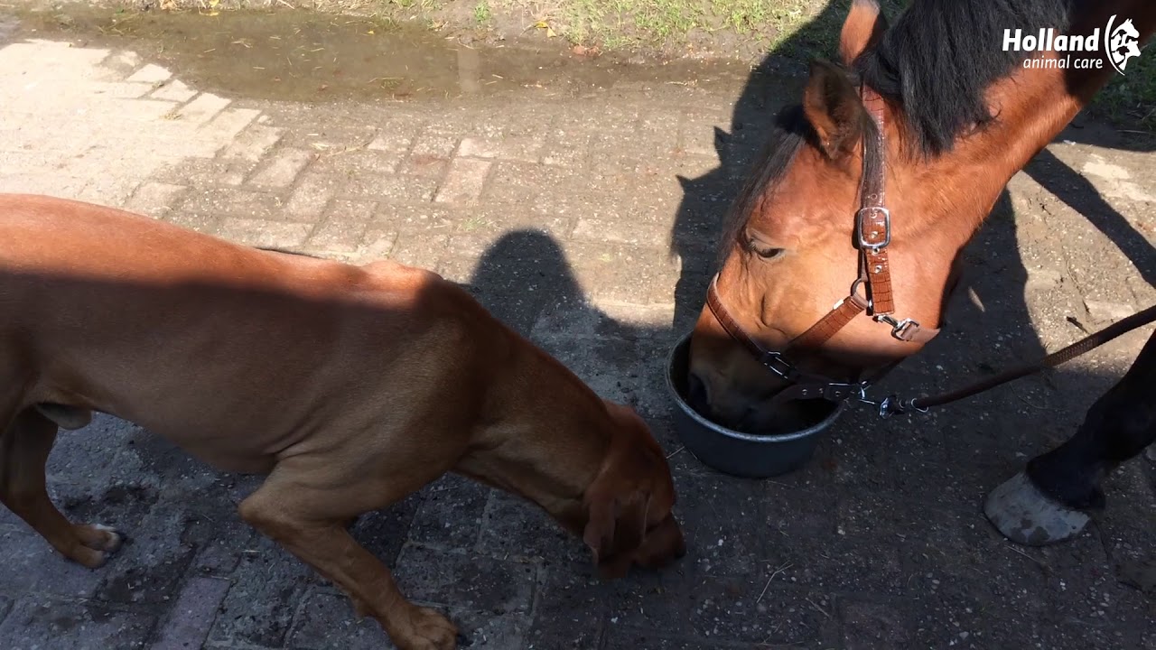 Excellent Horse Total Balance 1 l - Afbeelding 2