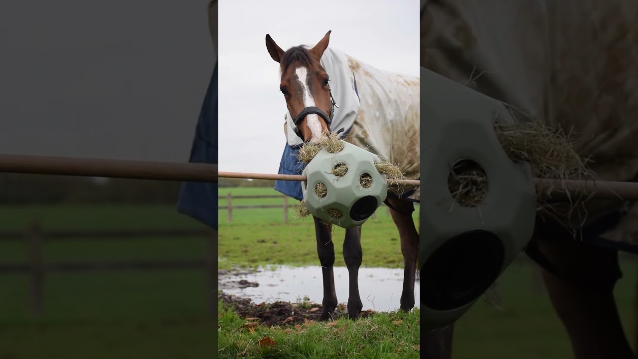 Excellent Horse Feed & Play Ball Groen - Afbeelding 2