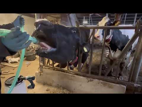 Excellent Cow Drencher Drill Driven - Afbeelding 3